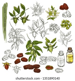 Jojoba Sketch. Goat Nut, Pignut, Coffeeberry Plant