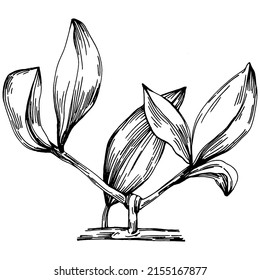 Árbol de Jojoba y frijoles en estilo gráfico dibujan a mano sobre fondo blanco. Objeto aislado con ilustración de estilo grabado. Lo mejor para el diseño logotipo, menú, etiqueta, icono, sello.