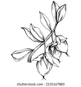 Jojoba tree and beans in graphic style hand draw on white background. Isolated object with engraved style illustration. The best for design logo, menu, label, icon, stamp.
