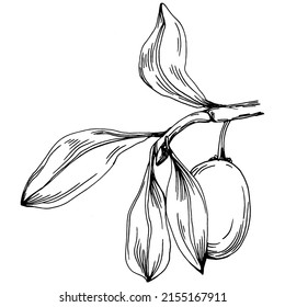 Jojoba tree and beans in graphic style hand draw on white background. Isolated object with engraved style illustration. The best for design logo, menu, label, icon, stamp.