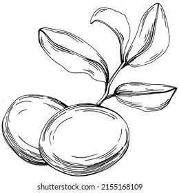 Jojoba tree and beans in graphic style hand draw on white background. Isolated object with engraved style illustration. The best for design logo, menu, label, icon, stamp.