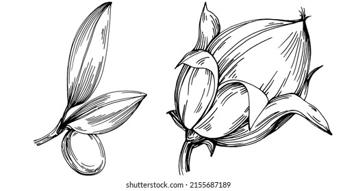 Jojoba tree and beans in graphic style hand draw on white background. Isolated object with engraved style illustration. The best for design logo, menu, label, icon, stamp.