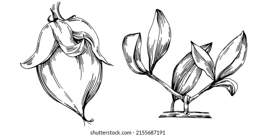Jojoba tree and beans in graphic style hand draw on white background. Isolated object with engraved style illustration. The best for design logo, menu, label, icon, stamp.