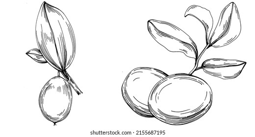 Jojoba tree and beans in graphic style hand draw on white background. Isolated object with engraved style illustration. The best for design logo, menu, label, icon, stamp.