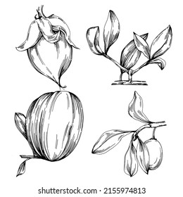 Jojoba tree and beans in graphic style hand draw on white background. Isolated object with engraved style illustration. The best for design logo, menu, label, icon, stamp.