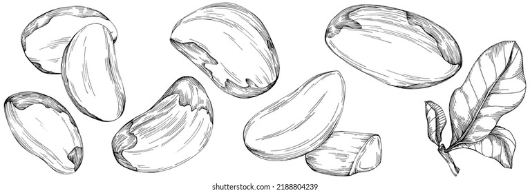 Árbol de Jojoba y frijoles en estilo gráfico dibujan a mano sobre fondo blanco. Objeto aislado con ilustración de estilo grabado. Lo mejor para el diseño logotipo, menú, etiqueta, icono, sello.