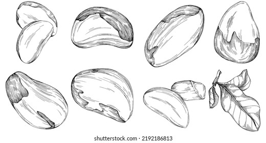 Jojoba tree and beans in graphic style hand draw on white background. Isolated object with engraved style illustration. The best for design logo, menu, label, icon, stamp.