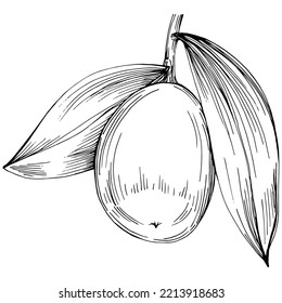 Árbol de Jojoba y frijoles en estilo gráfico dibujan a mano sobre fondo blanco. Objeto aislado con ilustración de estilo grabado. Lo mejor para el diseño logotipo, menú, etiqueta, icono, sello.