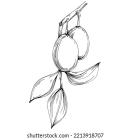 Jojoba tree and beans in graphic style hand draw on white background. Isolated object with engraved style illustration. The best for design logo, menu, label, icon, stamp.