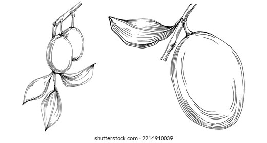Jojoba tree and beans in graphic style hand draw on white background. Isolated object with engraved style illustration. The best for design logo, menu, label, icon, stamp.