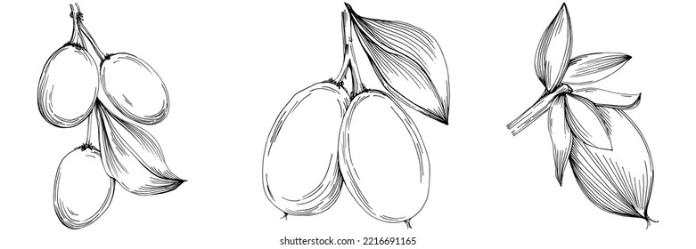 Jojoba tree and beans in graphic style hand draw on white background. Isolated object with engraved style illustration. The best for design logo, menu, label, icon, stamp.