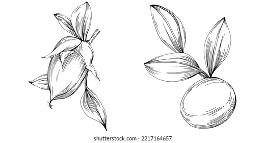 Jojoba tree and beans in graphic style hand draw on white background. Isolated object with engraved style illustration. The best for design logo, menu, label, icon, stamp.