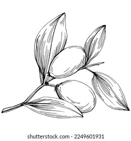 Árbol de Jojoba y frijoles en estilo gráfico dibujan a mano sobre fondo blanco. Objeto aislado con ilustración de estilo grabado. Lo mejor para el diseño logotipo, menú, etiqueta, icono, sello.