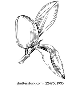 Jojoba-Baum und Bohnen in grafischem Stil handgezeichnet auf weißem Hintergrund. Einziger Gegenstand mit eingravierter Stilgrafik. Das Beste für Design-Logo, Menü, Label, Icon, Stempel.