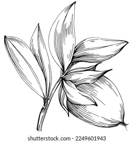 Jojoba tree and beans in graphic style hand draw on white background. Isolated object with engraved style illustration. The best for design logo, menu, label, icon, stamp.
