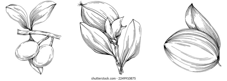 Jojoba tree and beans in graphic style hand draw on white background. Isolated object with engraved style illustration. The best for design logo, menu, label, icon, stamp.