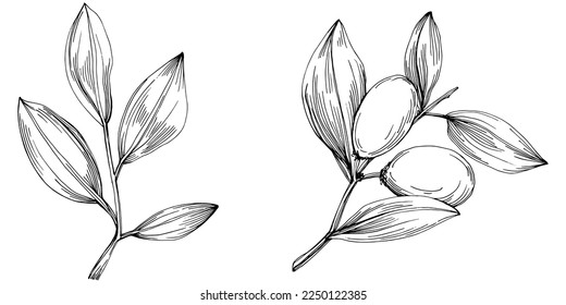 Jojoba-Baum und Bohnen in grafischem Stil handgezeichnet auf weißem Hintergrund. Einziger Gegenstand mit eingravierter Stilgrafik. Das Beste für Design-Logo, Menü, Label, Icon, Stempel.