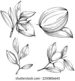 Jojoba tree and beans in graphic style hand draw on white background. Isolated object with engraved style illustration. The best for design logo, menu, label, icon, stamp.