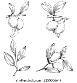 Jojoba tree and beans in graphic style hand draw on white background. Isolated object with engraved style illustration. The best for design logo, menu, label, icon, stamp.
