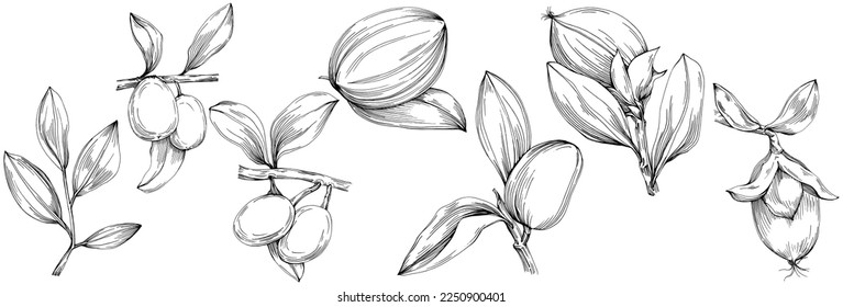 Jojoba tree and beans in graphic style hand draw on white background. Isolated object with engraved style illustration. The best for design logo, menu, label, icon, stamp.