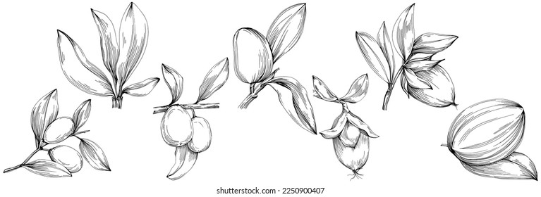 Jojoba tree and beans in graphic style hand draw on white background. Isolated object with engraved style illustration. The best for design logo, menu, label, icon, stamp.