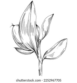 Árbol de Jojoba y frijoles en estilo gráfico dibujan a mano sobre fondo blanco. Objeto aislado con ilustración de estilo grabado. Lo mejor para el diseño logotipo, menú, etiqueta, icono, sello.