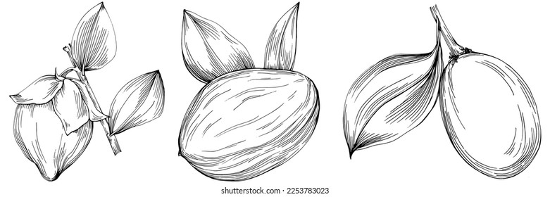 Jojoba tree and beans in graphic style hand draw on white background. Isolated object with engraved style illustration. The best for design logo, menu, label, icon, stamp.