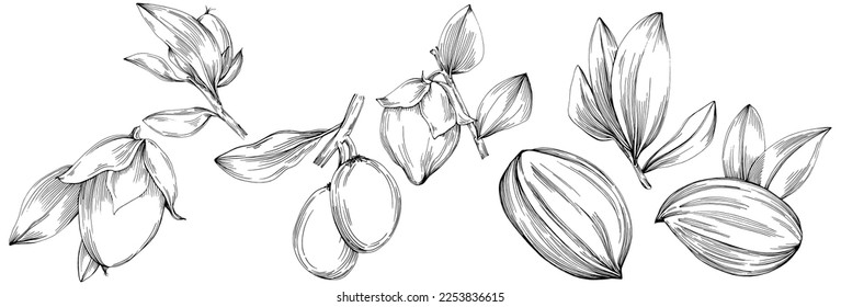 Jojoba tree and beans in graphic style hand draw on white background. Isolated object with engraved style illustration. The best for design logo, menu, label, icon, stamp.