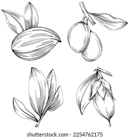 Jojoba tree and beans in graphic style hand draw on white background. Isolated object with engraved style illustration. The best for design logo, menu, label, icon, stamp.