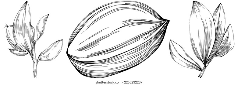 Árbol de Jojoba y frijoles en estilo gráfico dibujan a mano sobre fondo blanco. Objeto aislado con ilustración de estilo grabado. Lo mejor para el diseño logotipo, menú, etiqueta, icono, sello.