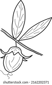 Jojoba tree and beans in style hand draw on white background. Jojoba tree line illustration. doodle beans vector 