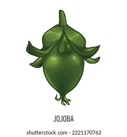 Jojoba, Vector hand drawn illustration. Fresh organic nut, jojoba in colorful style. Detailed food drawing. For label, poster, print. isolated on white background