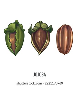 Jojoba, ilustración dibujada a mano por Vector. Nuez orgánica fresca, jojoba de estilo colorido. Dibujo detallado de alimentos. Para etiqueta, afiche, imprimir. aislado en fondo blanco