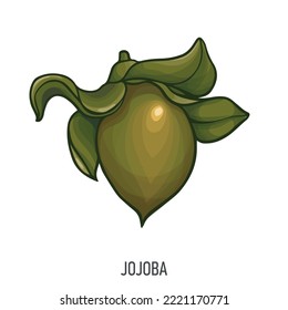 Jojoba, Vector hand drawn illustration. Fresh organic nut, jojoba in colorful style. Detailed food drawing. For label, poster, print. isolated on white background