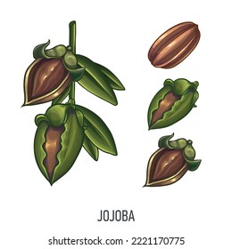 Jojoba, ilustración dibujada a mano por Vector. Nuez orgánica fresca, jojoba de estilo colorido. Dibujo detallado de alimentos. Para etiqueta, afiche, imprimir. aislado en fondo blanco