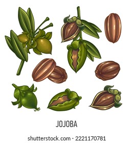 Jojoba, Vector hand drawn illustration. Fresh organic nut, jojoba in colorful style. Detailed food drawing. For label, poster, print. isolated on white background