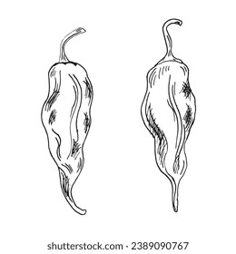 Jolokia red ghost hot pepper vector illustration isolated on white background. Hand drawn ink trinidad scorpion hot pepper. Habanero black white graphic. Design element for wrapping, menu, package