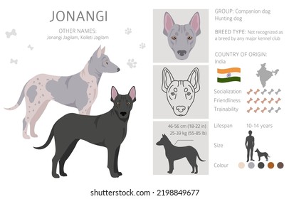 Jonangi dog clipart. Different coat colors set.  Vector illustration