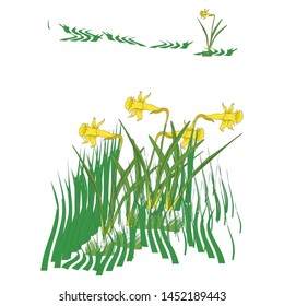 Jonquil flower isolated on white blackground.   plant vector icon                