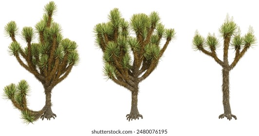 Joshua trees isolated on white background, tropical trees isolated used for architectur