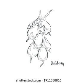 Jostaberry sketch vector illustration. Hand drawn yoshta berries isolated on white background.