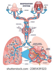 Journey through respiratory system outline diagram. Labeled educational breathing process with carbon and oxygen gas exchange in lungs vector illustration. Throat, voice box and windpipe location.