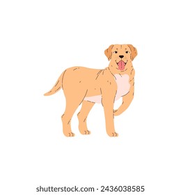 Joyful golden labrador retriever. Adorable dog with tongue hanging out in animated pose on isolated background. Flat vector graphics for animal lovers.