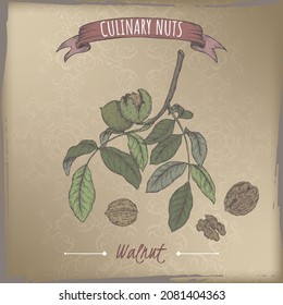 Juglans regia aka walnut tree branch and nuts color sketch on cardboard background. Culinary nuts series. Great for traditional medicine, perfume design, cooking or gardening.