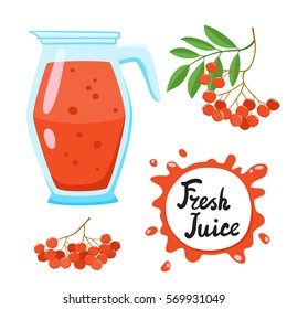 Juice with ashberry in a glass jug, vector cartoon card with fresh berries and smothie isolated on white. Red juice splashes drops.