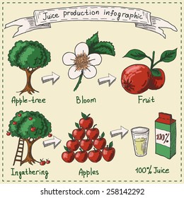 Juice production infographic. Hand drawn vector illustration