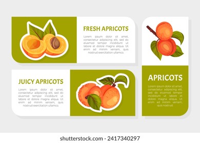 Juicy Apricot Fruit Label Design with Ripe Garden Crop Vector Template