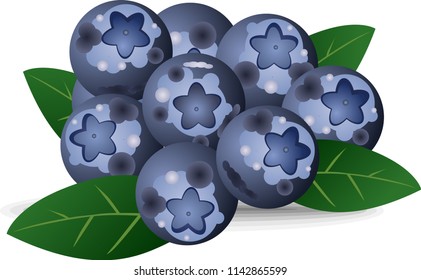juicy Bluberries vector
