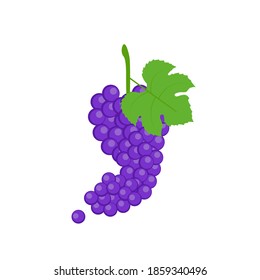 A juicy bunch of blue grapes on a white background with a green leaf. Vector illustration