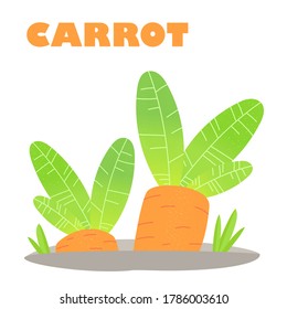 Juicy carrots grow in the garden. Vitamin-rich vegetables. Vector illustration